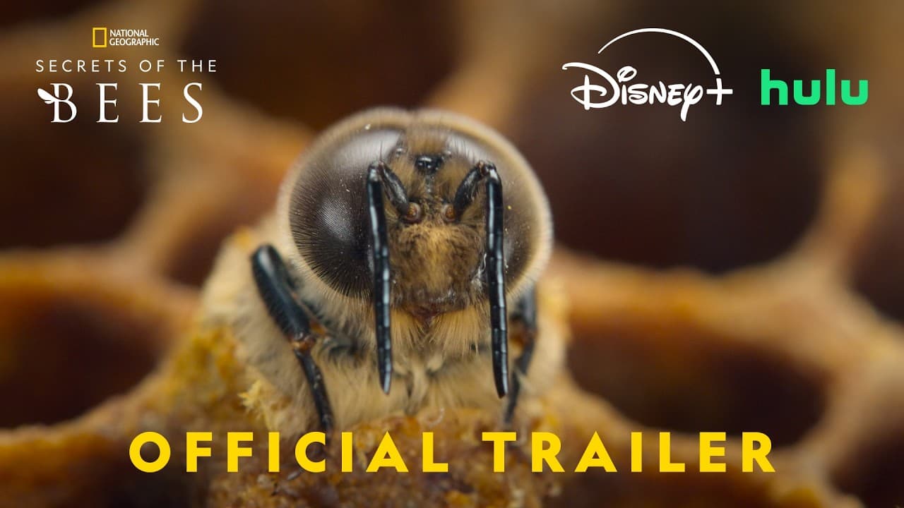 Secrets of the Bees trailer